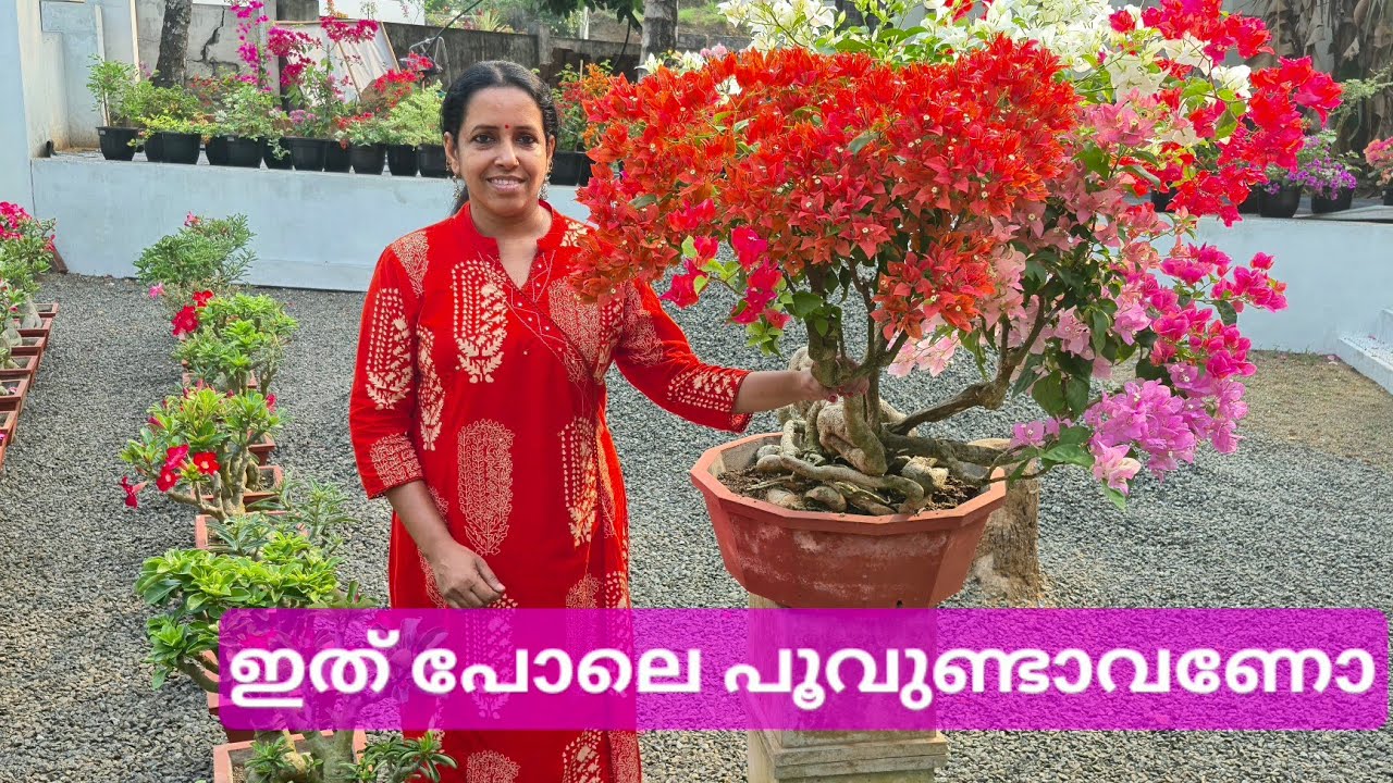 😍🙏പോർട്ടിംഗ് മിക്സും ബോഗൺ വില്ലയും😍🙏