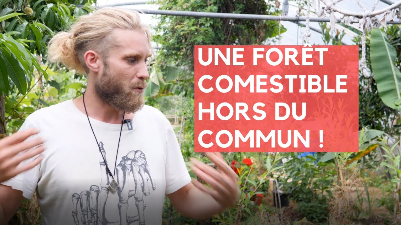 L'INCROYABLE FORÊT COMESTIBLE aux 1000 plantes et arbres