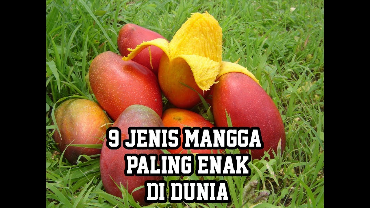 9 Jenis Mangga Paling Enak Di Dunia