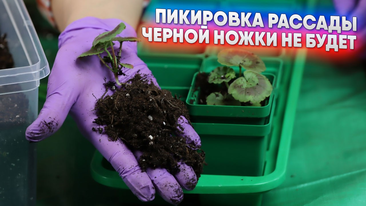 Пикировка рассады - черной ножки не будет