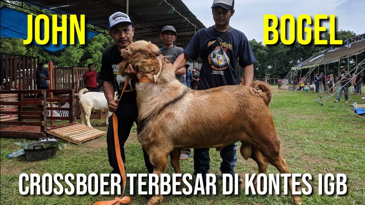 Kambing Boer Terbesar di Kontes | Jhon Bogel Billy Goat