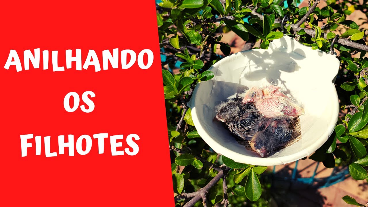 COMO ANILHAR FILHOTE DE CAN&Aacute;RIO - CANARIL QUALIT&Agrave;