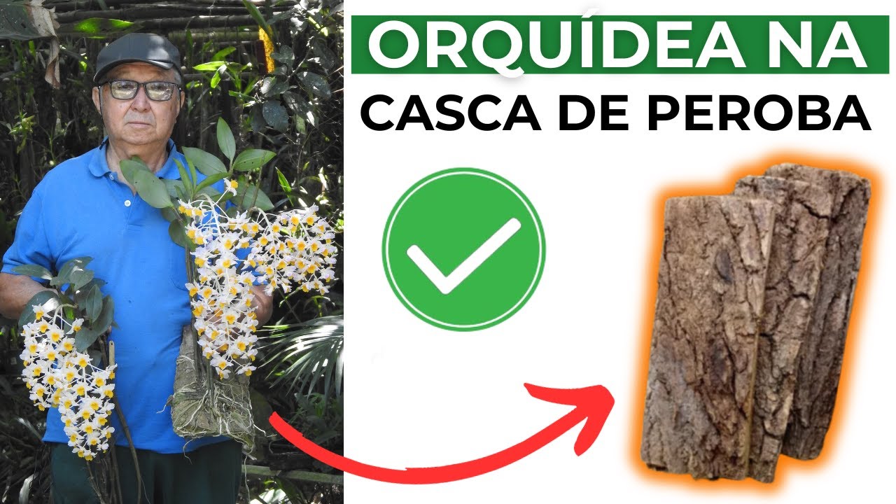 ORQUÍDEA DENDROBIUM NA CASCA DE PEROBA / FLORAÇÃO PERFEITA / MASUJI KAYASIMA