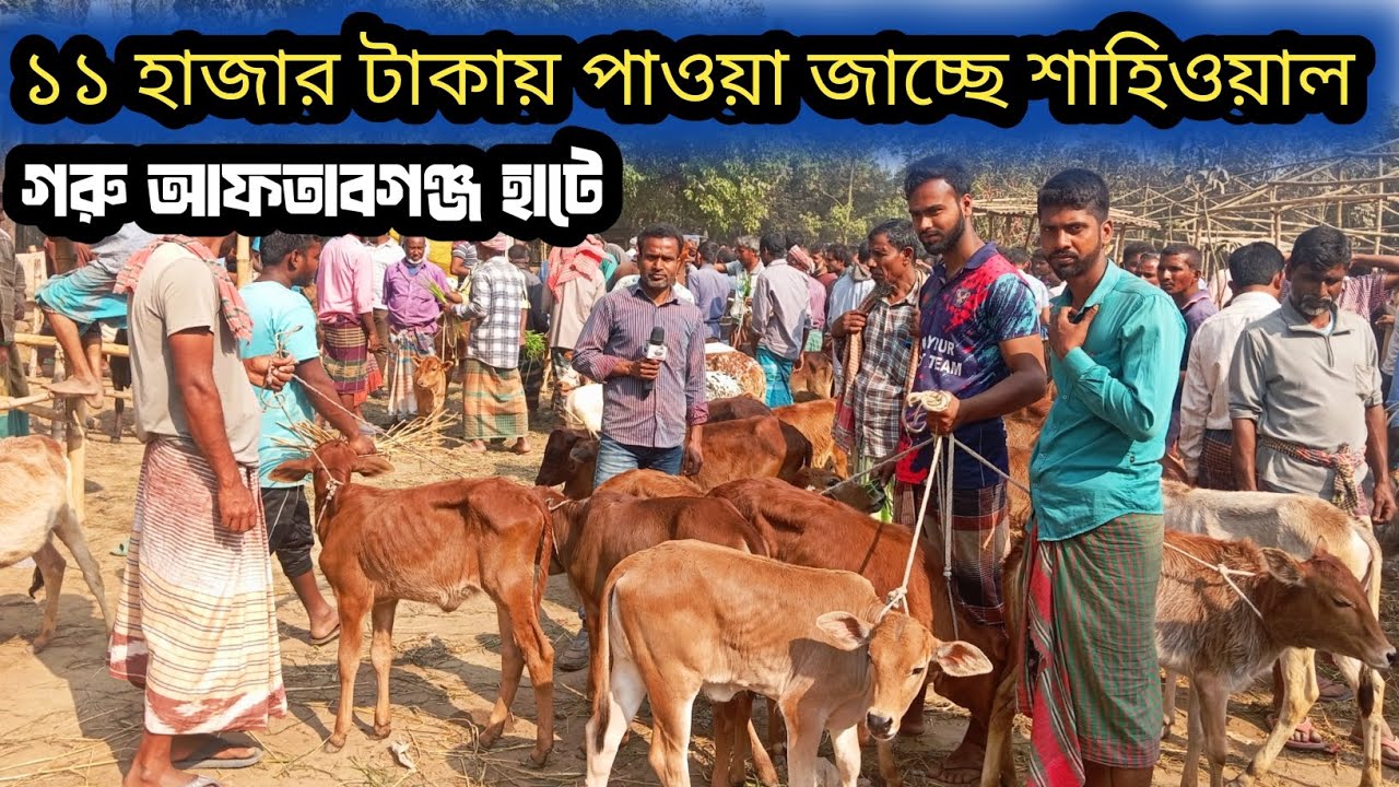 ২৪ফেব্রুয়ারি ২০২৬| আজ আফতাবগঞ্জ হাটে শাহিওয়াল বকনা বাচ্চা কেমন দামে বেচাকেনা হলো দেখেন!