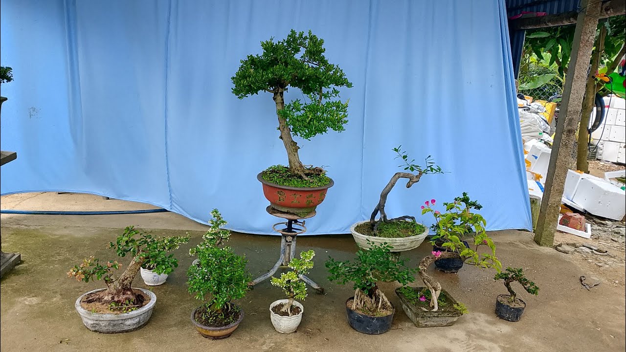 Trưa 7/3.@0346714857 giao lưu một số cây cảnh các loại giá yêu thương 