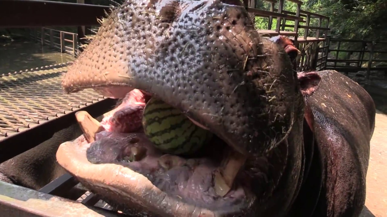 スイカがコナゴナ！カバのスイカまるごとタイム Hippo eats a whole watermelon