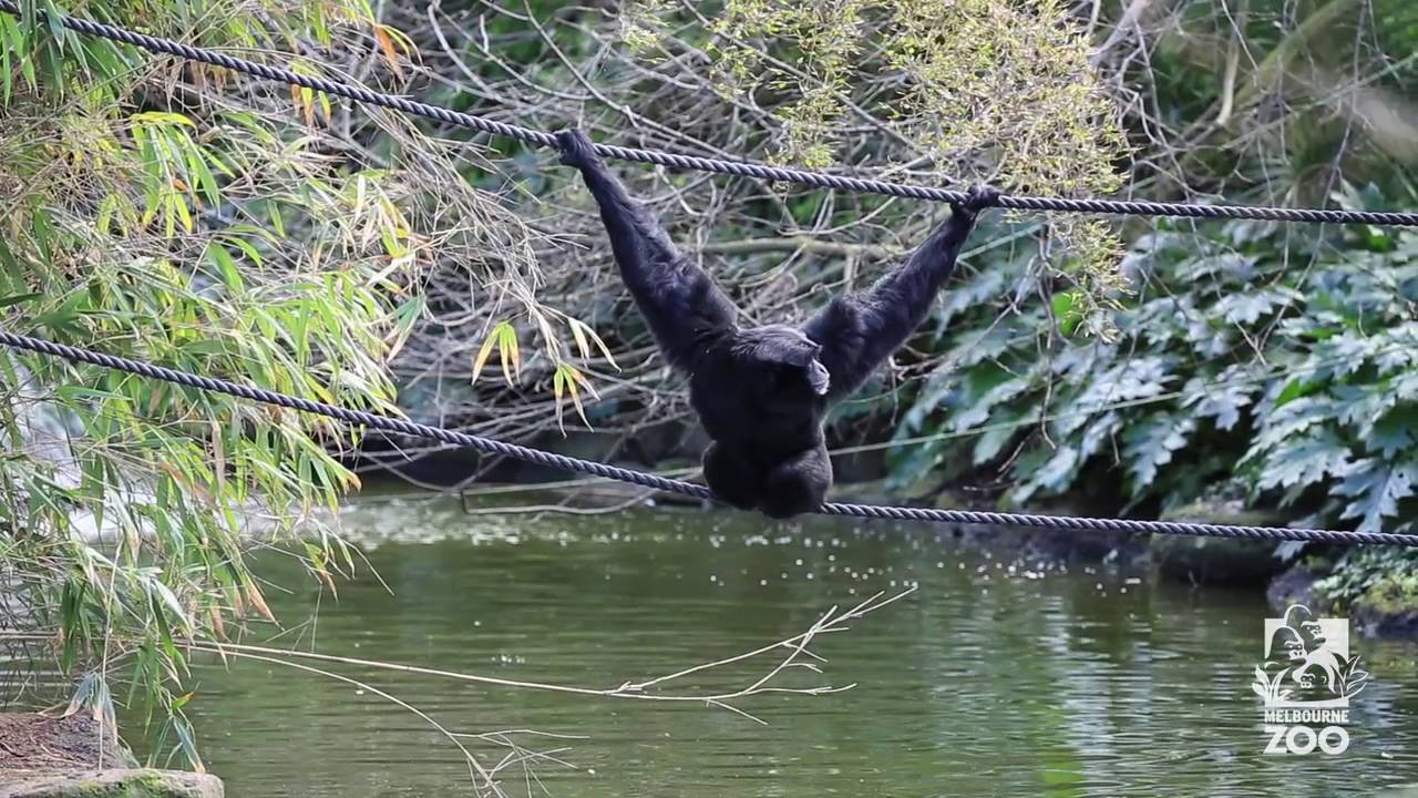 Siamang Gibbons explore new island home