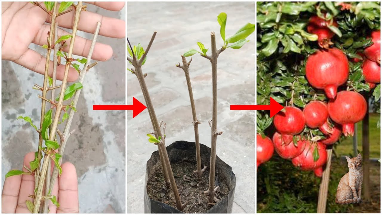 अनार की कलम कैसे लगाएं | Anar Ki Cutting Kaise Lagaye | Pomegranate Propagation