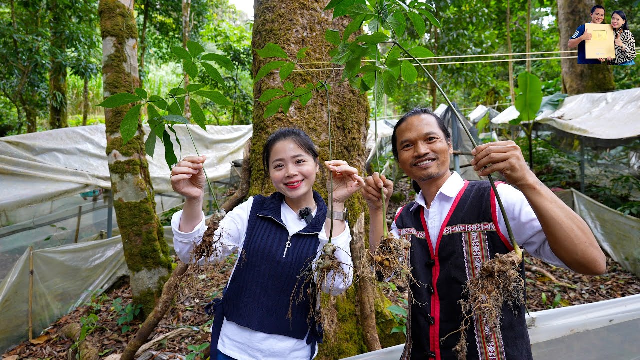 Choáng Ngợp Vườn Sâm Ngọc Linh toàn Củ khủng cực hiếm ở Tu Mơ Rông Kon Tum cùng Già Làng Tây Nguyên
