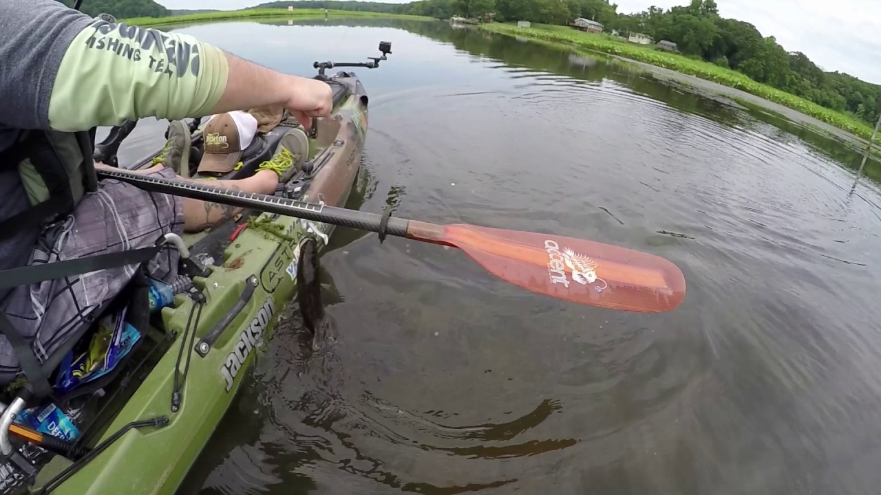 Northern snakehead - Camera Attack