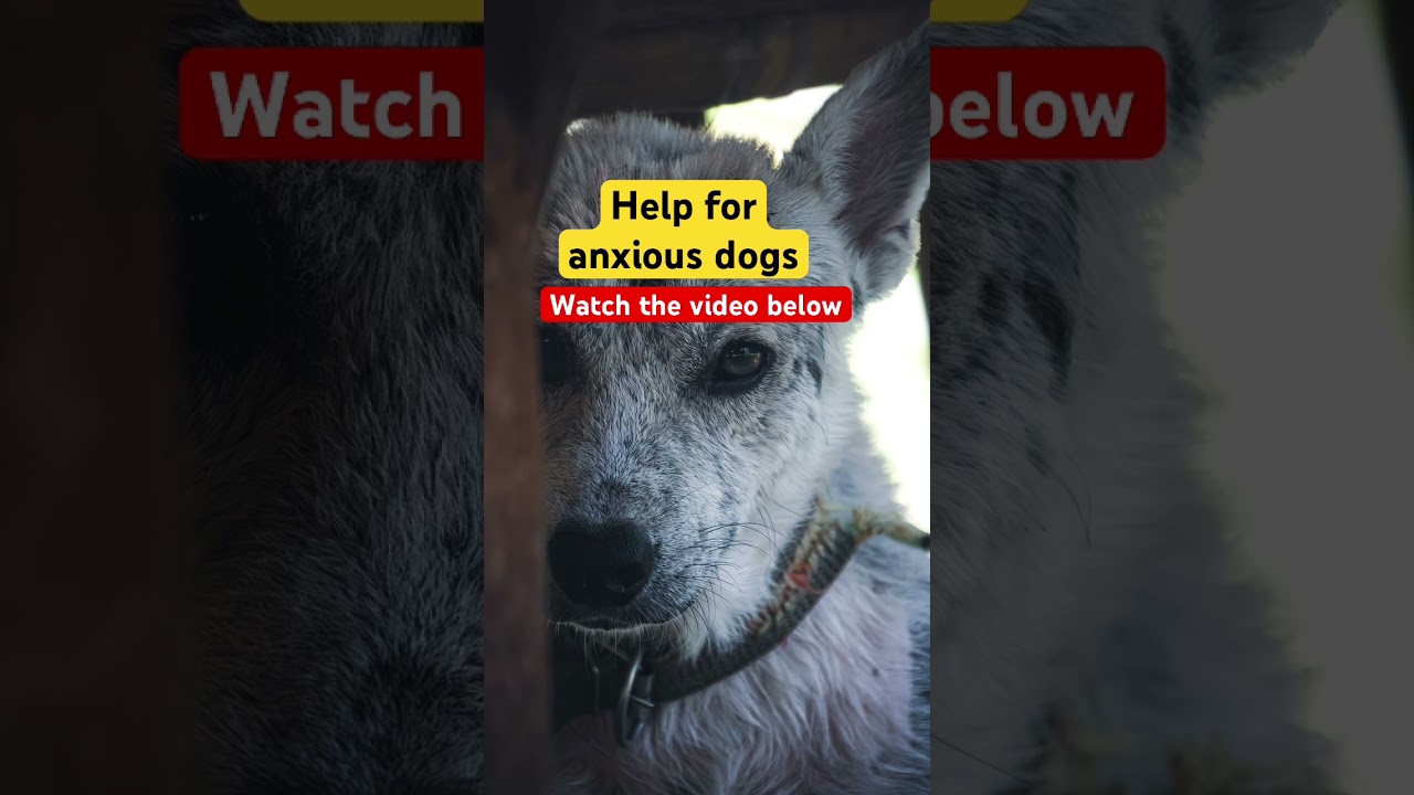 Anxious dog?  This will help!  