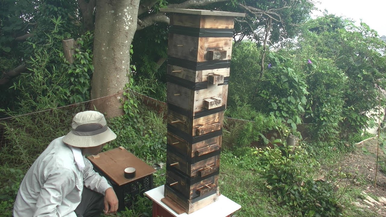 慣れてきた独り継箱　庭に乱立するミツバチの塔【二ホンミツバチ】