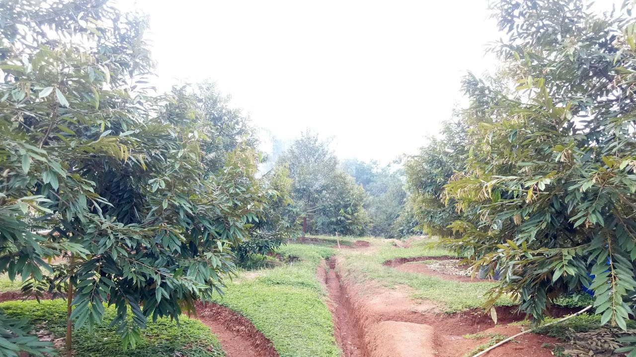 Kebun Durian AA KADU farm Lingga raja Tasikmalaya usia 2,5 tahun tanam