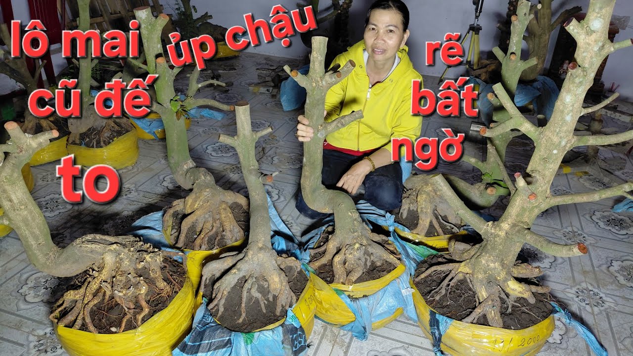 7/3. Nhật Trang :0972858840.zalo. 0964795777. Giao lu phoi mai úp chậu cũ đế đẹp gia rẽ 