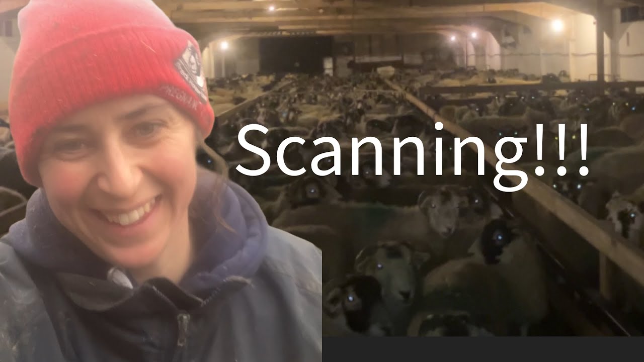 Our biggest scan to date!