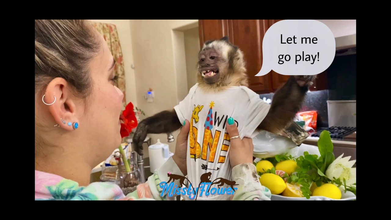 Monkey Russel tells Sissy to let him go! 🙈😍❤️