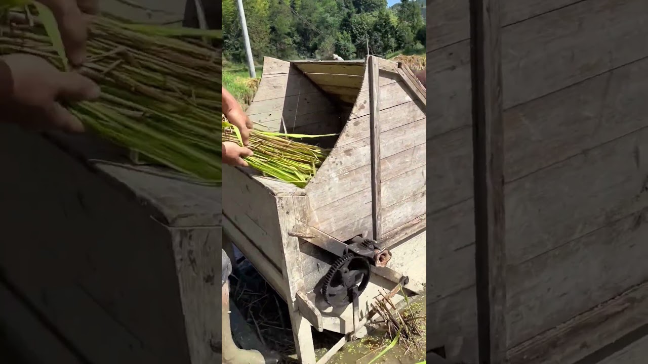 Traditional Rice Harvest Processing Technique with a Pedal Powered Machine