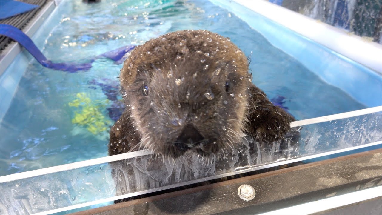 Kelp And Sea Otters Go Together
