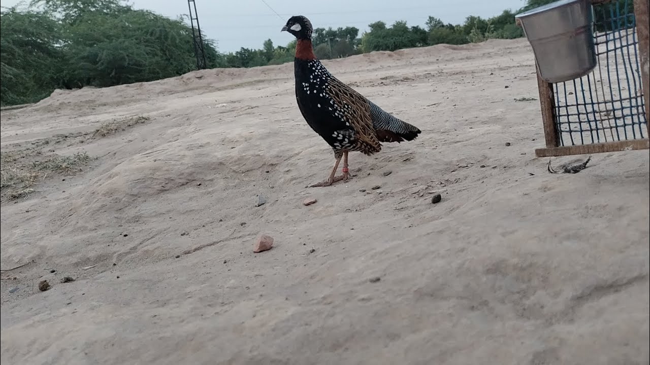 Kala teeter full masti may #kalateeter #kalateeterSindhi #kalateeterhangu #birds #animals 