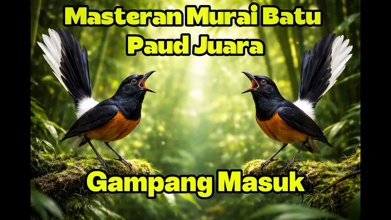 MASTERAN MURAI BATU PAUD FULL ISIAN MEWAH TERBARU 2026|| ANTI STRESS