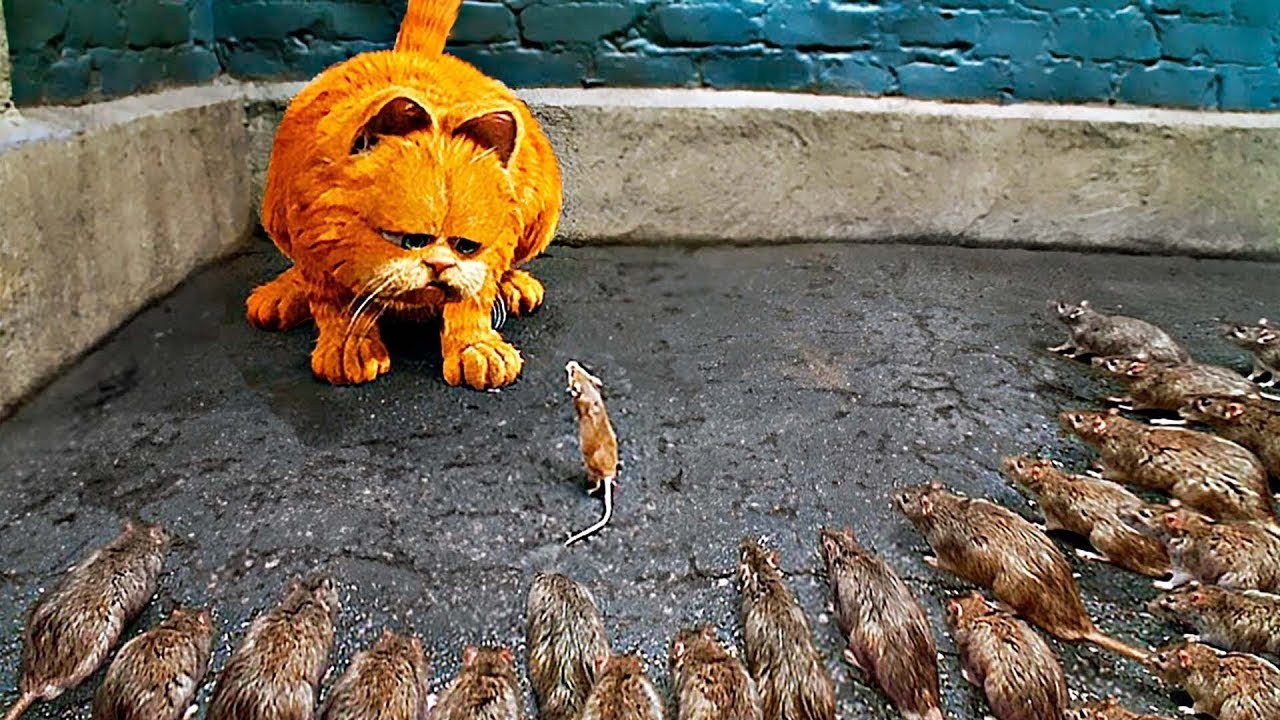 Kočka odmítla sníst myš a z vděčnosti jí zachránila život!