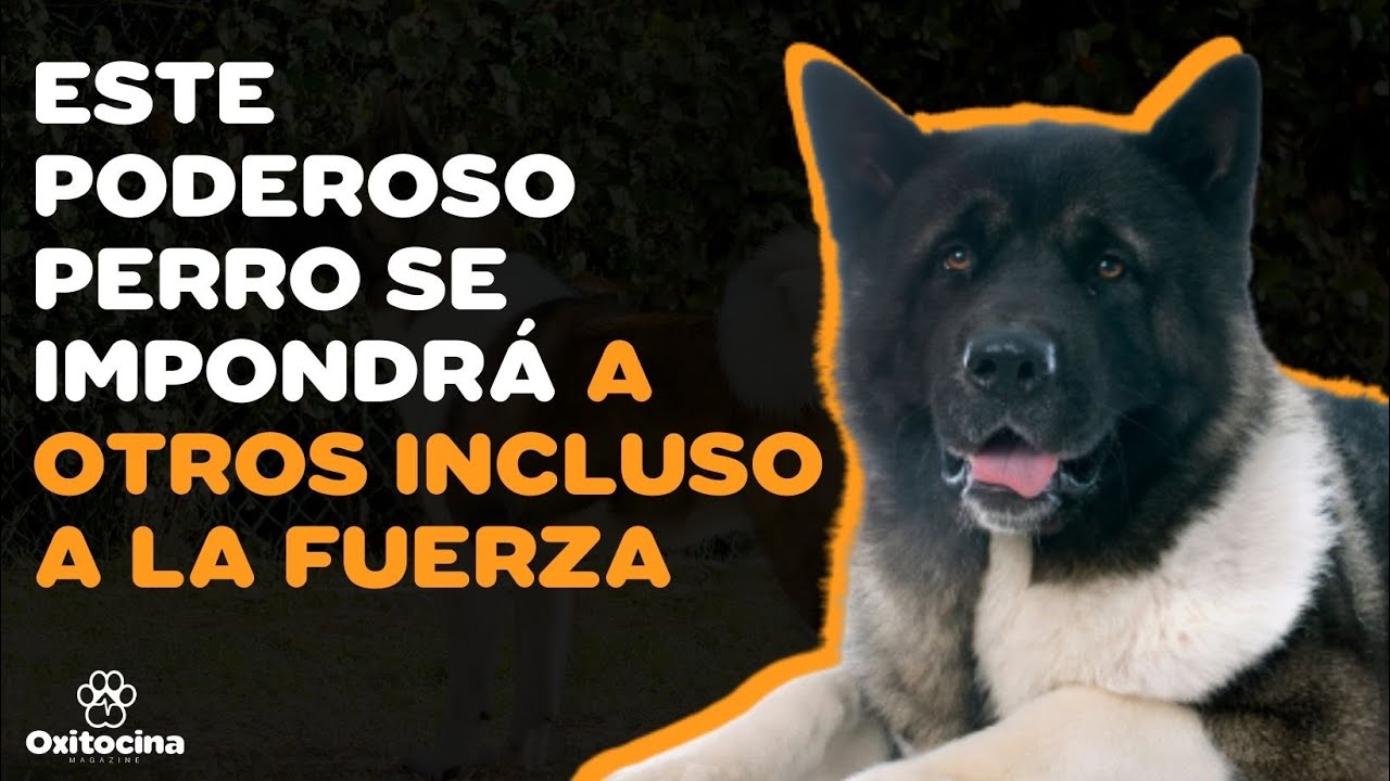 AKITA AMERICANO: 9 COSAS que debes saber