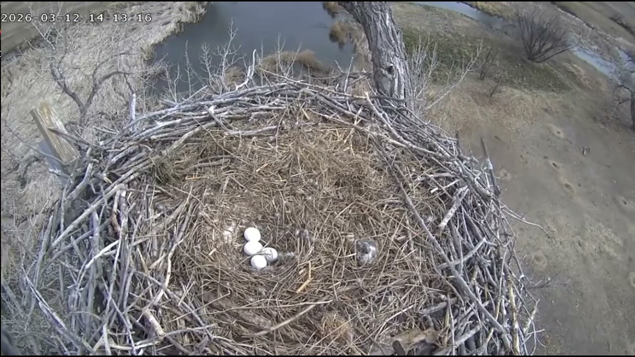 03 12 26 FSV nest change
