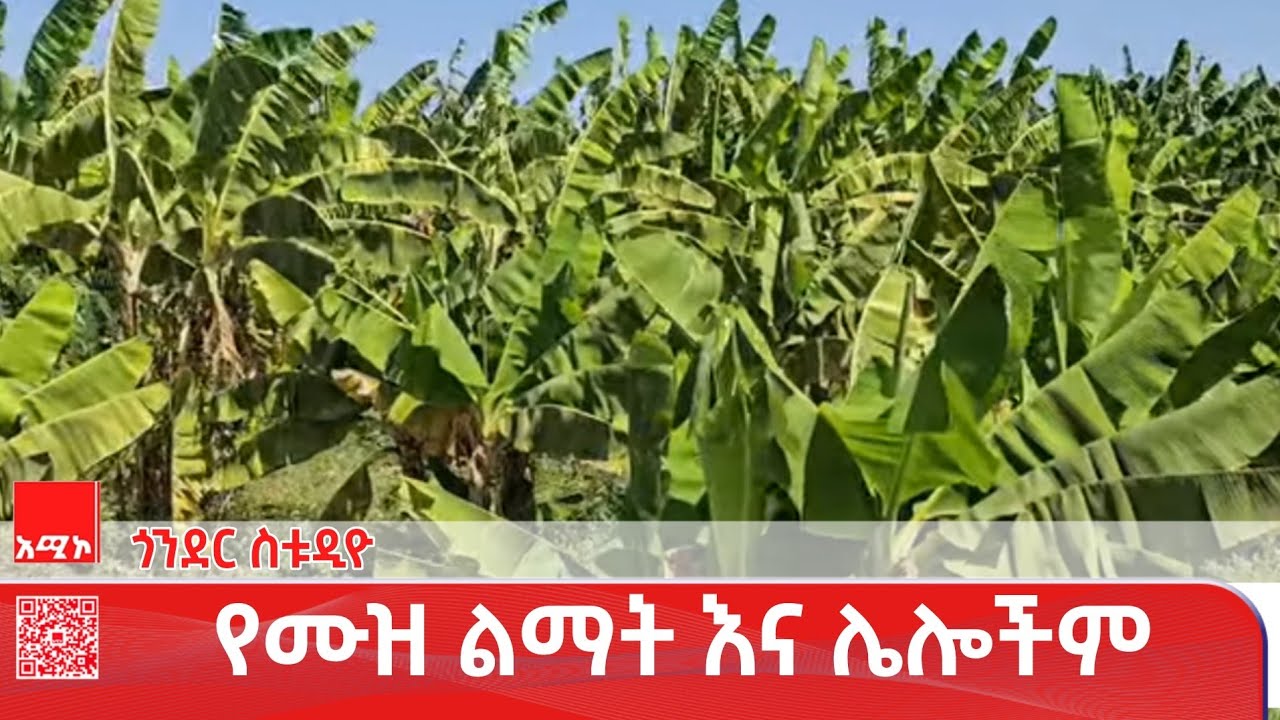 ጎንደር ስቱዲዮ ዜና: የካቲት 09/2018 ዓ.ም (አሚኮ) #ዜና #አሚኮ