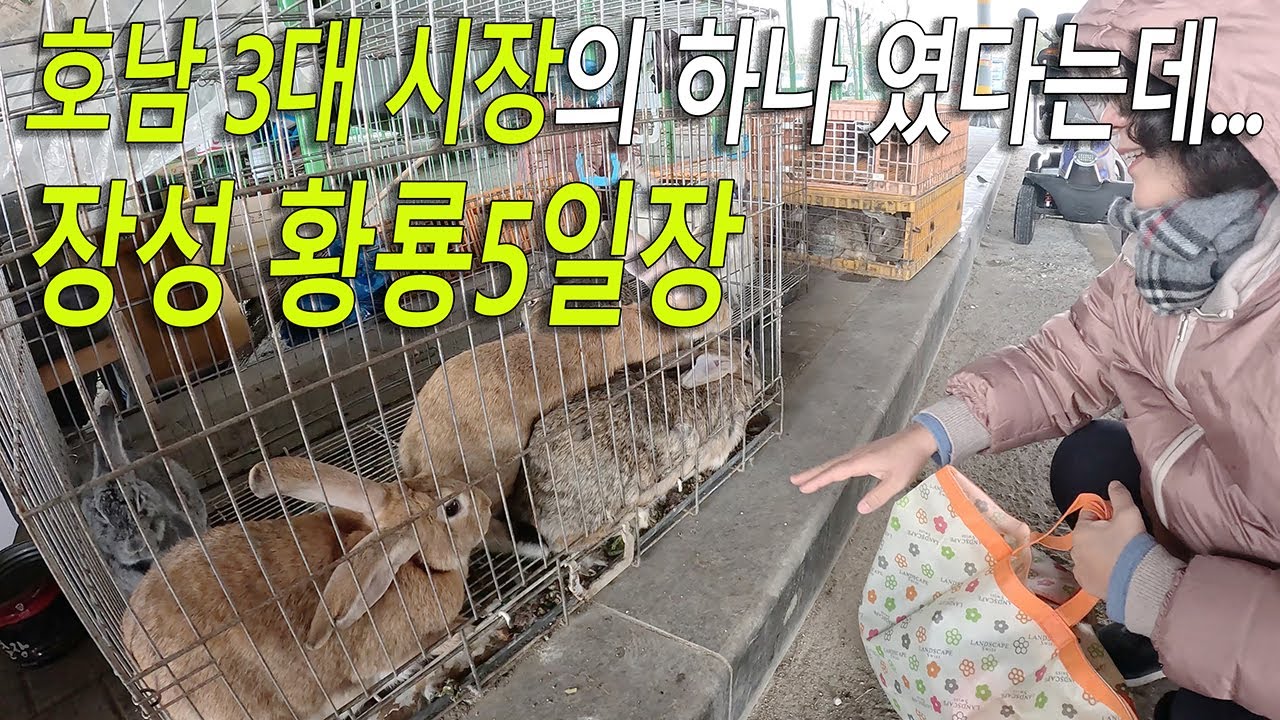 장성 황룡5일장, 호남 3대 우시장의 현주소. 장성여행 가볼만한곳