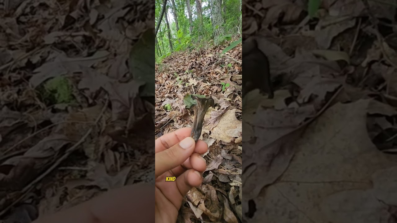 Black Trumpet Mushrooms (Craterellus sp) 2023