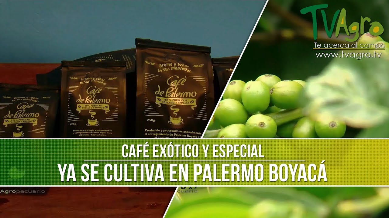 Como se Cultiva el Cafe Exotico- TvAgro por Juan Gonzalo Angel