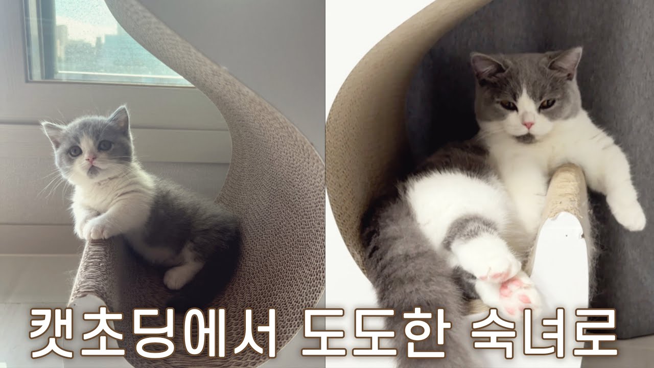 다섯째, 먼치킨 아기고양이 짜장 성장기 | 첫날인데..이미 집을 접수!