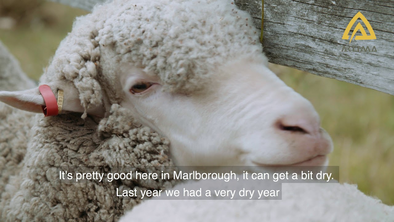 Aclima &ndash; Traceable Wool, Awapiri Station