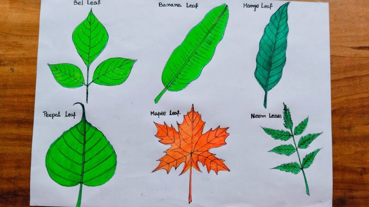 How to draw different types of leaves ll पत्तियों के चित्र ll different types of leaves drawing easy