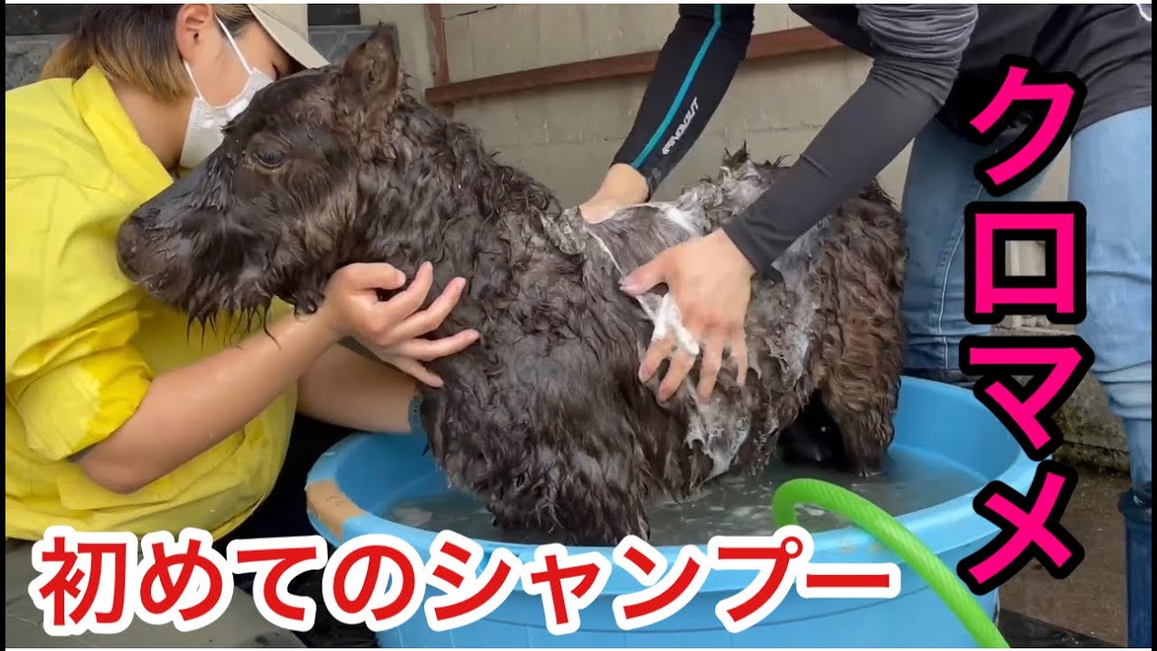 ミニチュアホースのクロマメの撮影前のシャンプー