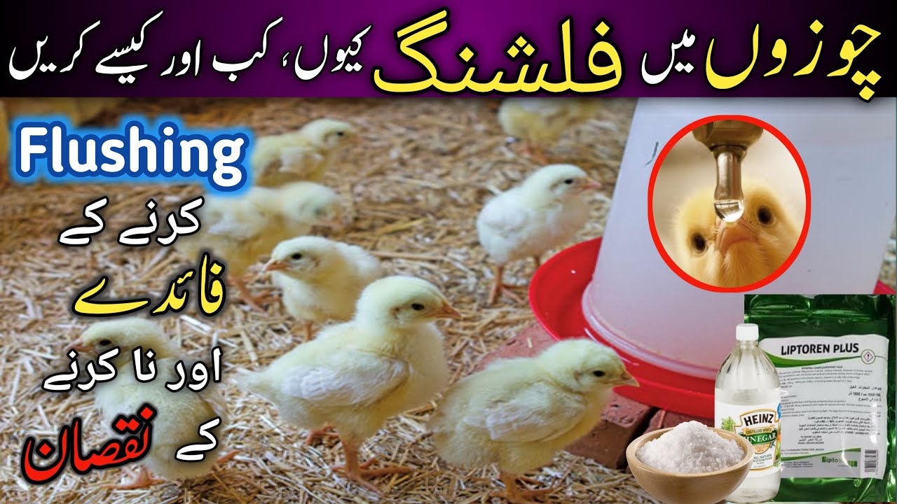 Flushing in chicks | Day old chick care | Chicken flushing | poultry flushing | Ahmad Farming