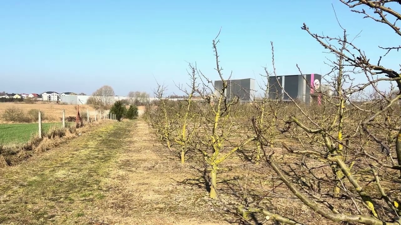 Pierwsze nawozy i przemrożenia - 28 marca 2025