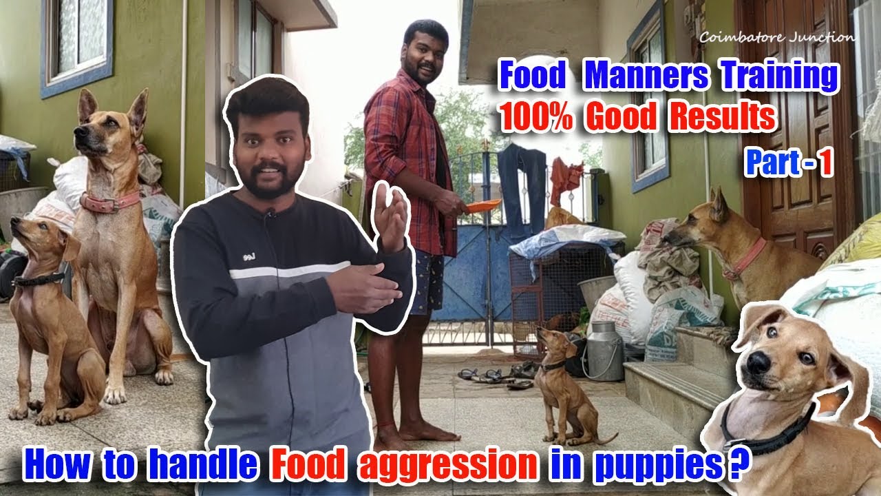 How to train Wait Command & handle Food aggression in Puppies. Demo with details - 100% Live results