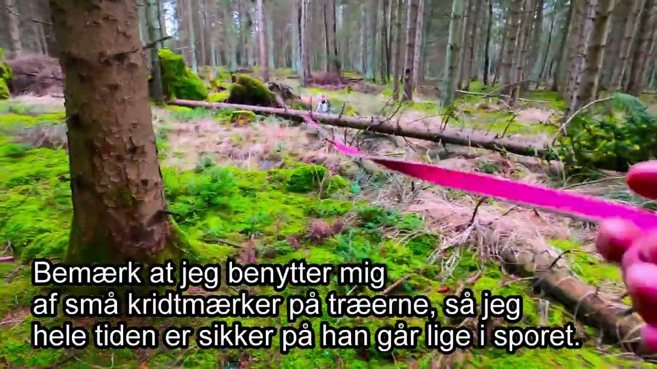Registreret schweisshund Kaos træningsspor