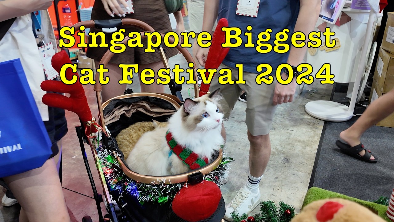 Singapore Cat Festival 2024 (7 - 8 Dec 2024) #singapore #festival #cat #expo #catfood #cute
