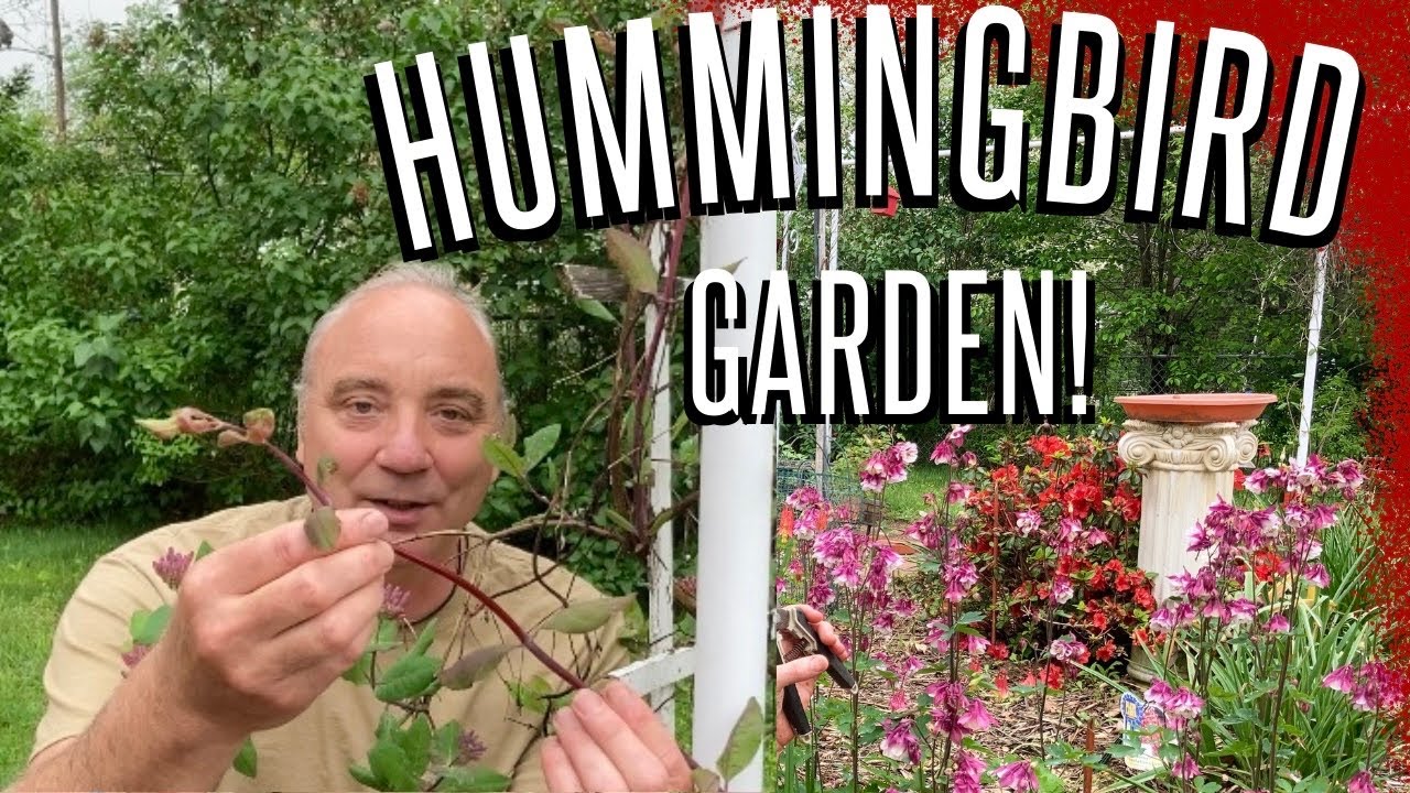 Hummingbird Garden Essentials! Plant Cuttings & Divisions