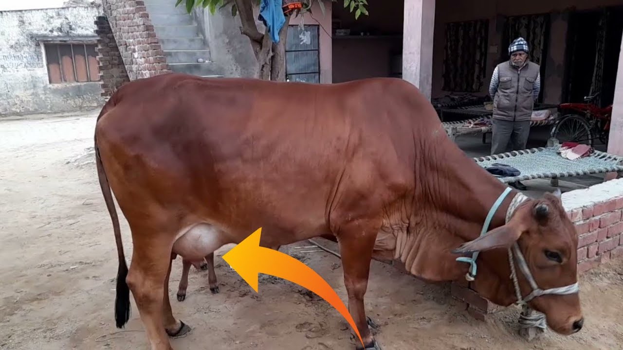साहीवाल गाय कितना दूध देती है | गाय पालन |गाय पालन व्यवसाय |sahiwal cow |sahiwal cow price #desicow