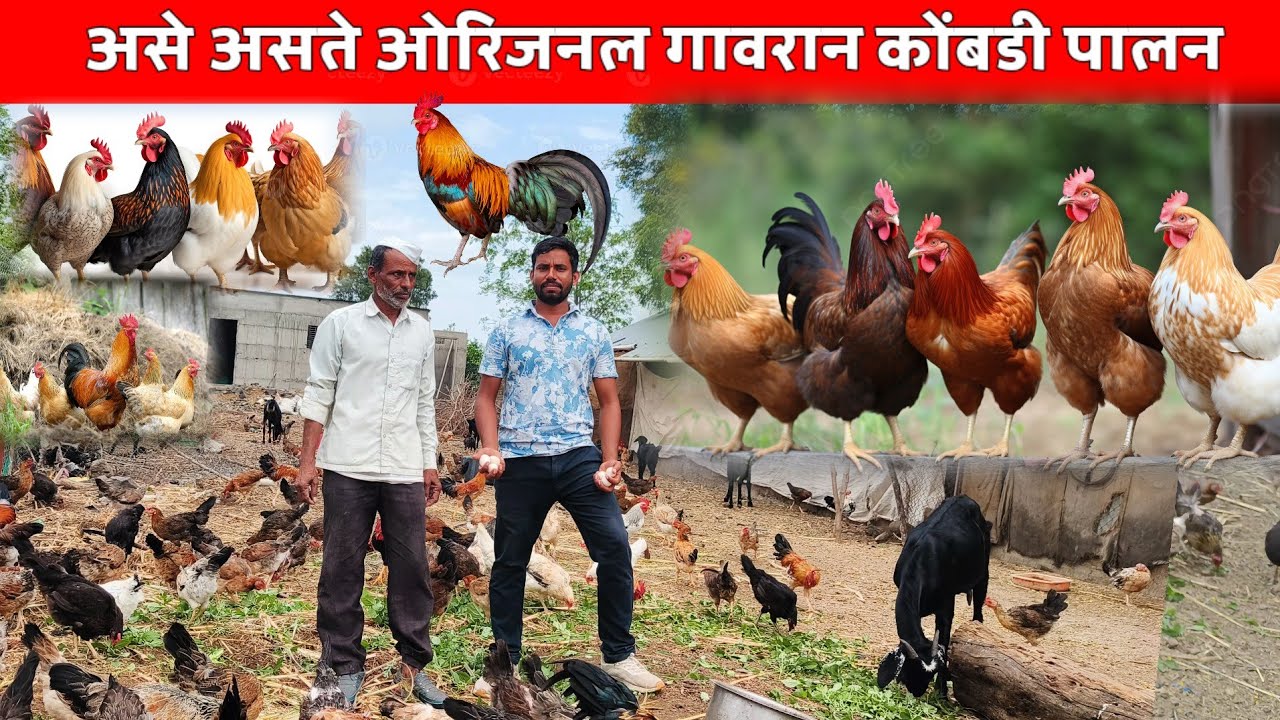 असे असावे गावरान कोंबडी पालन | kukutpalan | poultry fram| Deshi Kombadi palan