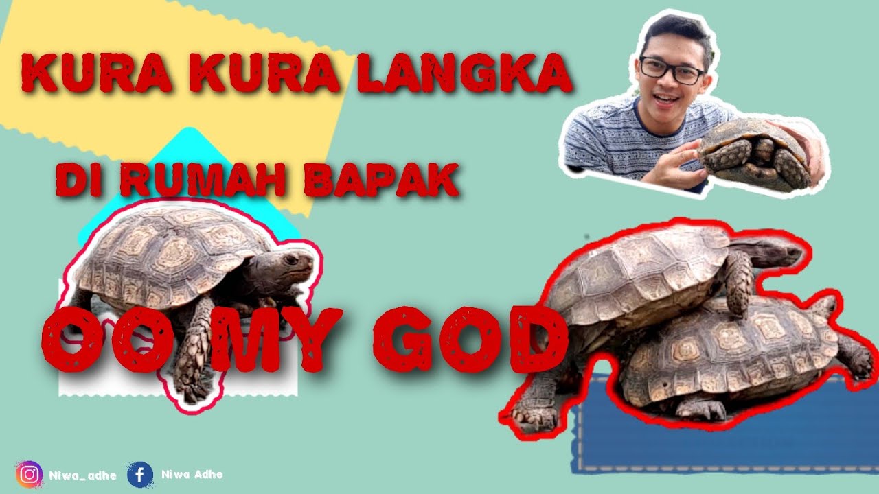 KURA-KURA LANGKA MANOURIA EMYS EMYS - TERBESAR SEASIA
