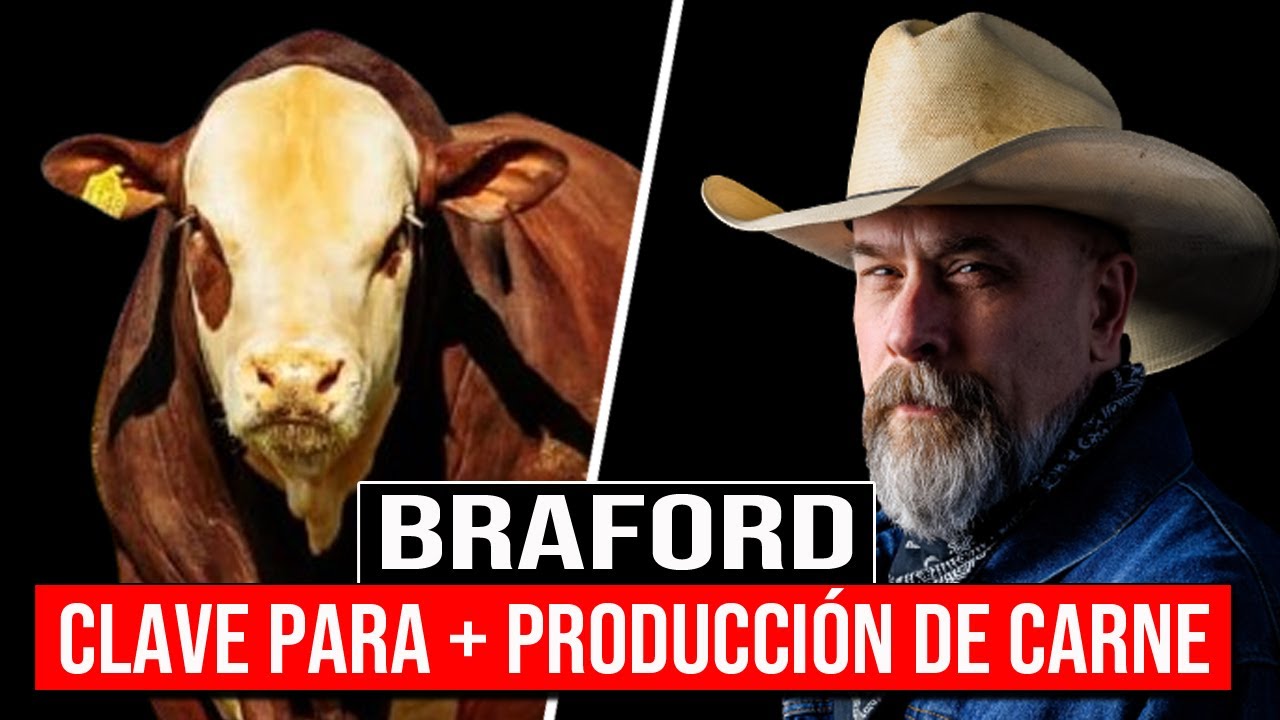 🔴 GANADO Bovino BRAFORD, La Clave Para Una Producción De Carne EFICIENTE ✅