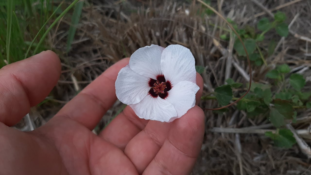 Pavonia glechomoides / Flora argentina / Plantas silvestres / Pavonia hirta