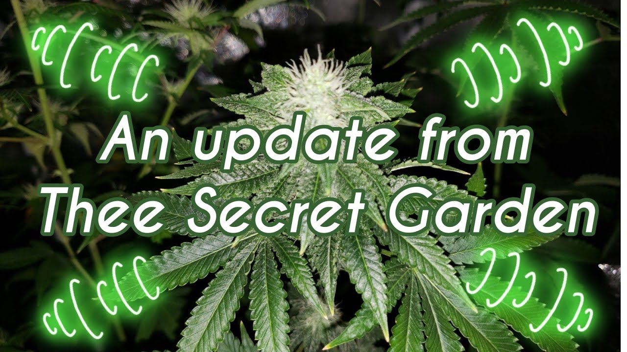 An update from Thee Secret Garden - 7/10/19