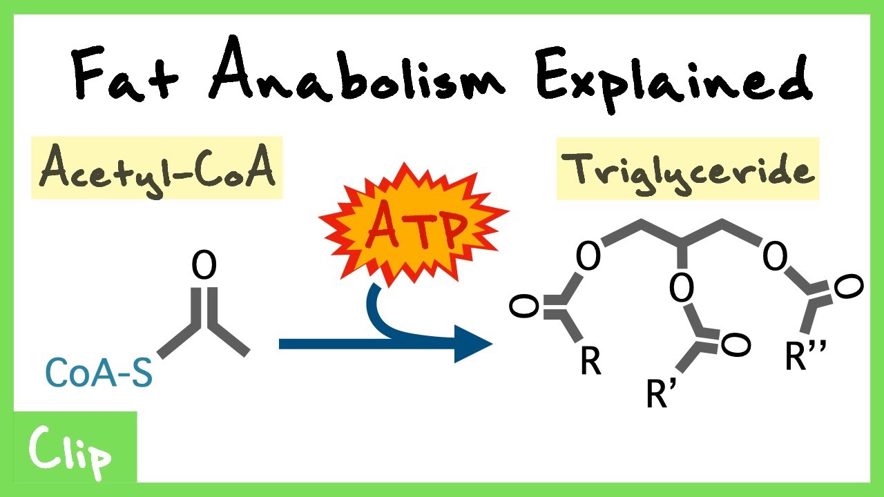 Fatty Acid Anabolism Explained (Fatty Acid Synthase, Lipogenesis, Regulation) | Clip