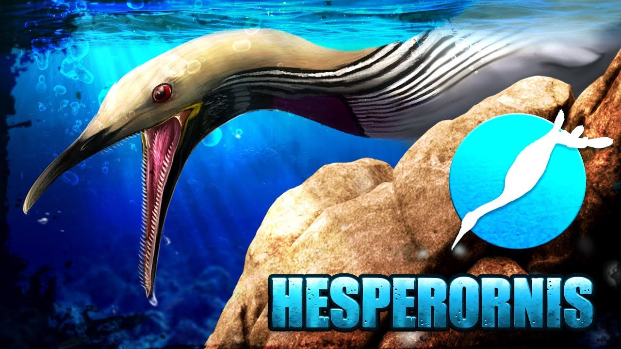 UN MONSTRE MARIN IMPROBABLE - l'hesperornis