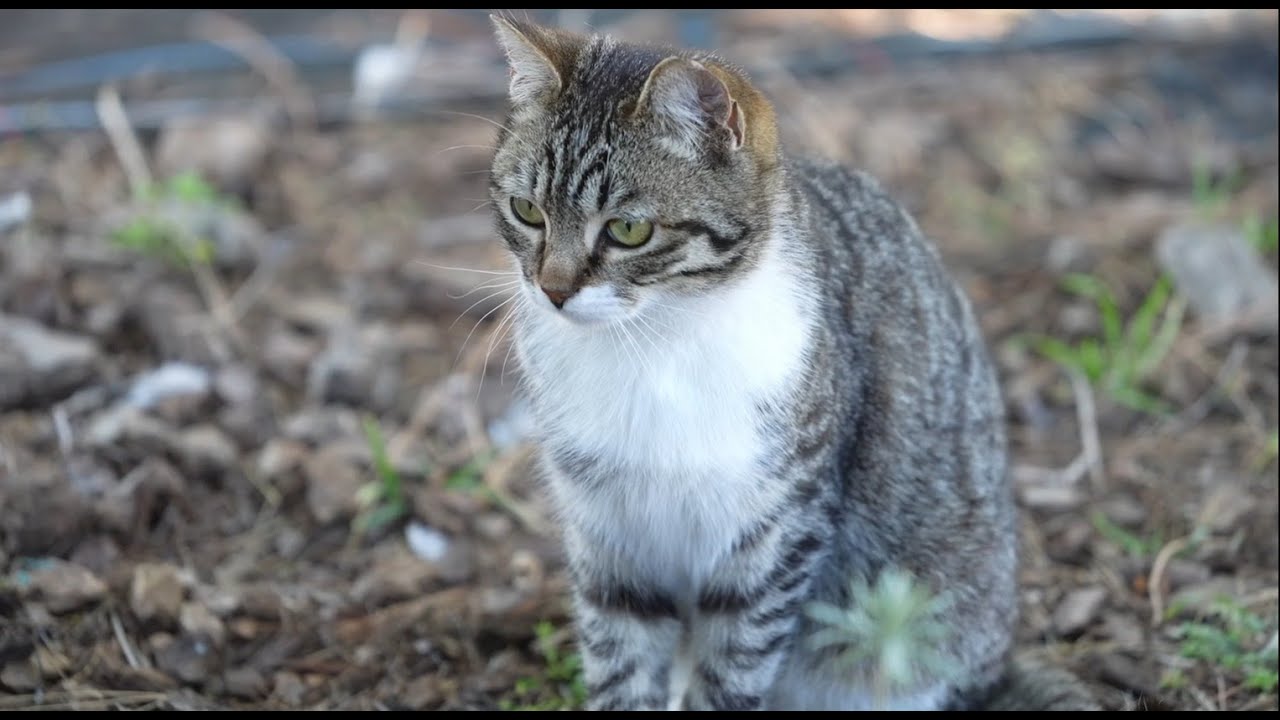 Nuestros vecinos los gatos
